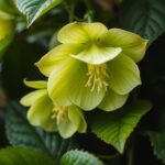 Ciemiernik korsykański – uprawa, wymagania, pielęgnacja