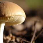 Dmuszek jajowaty – uprawa, wymagania, pielęgnacja