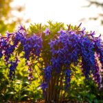 Lobelia wieloletnia – uprawa, wymagania, pielęgnacja