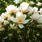 Magnolia pośrednia – uprawa, pielęgnacja, choroby