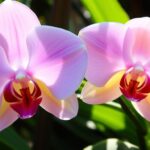 Orchidea – uprawa, wymagania, pielęgnacja
