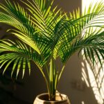 Palmy doniczkowe – uprawa, podlewanie, pielęgnacja