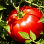 Pomidor bawole serce – uprawa, wysiew, podlewanie