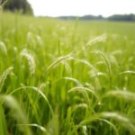 Stokłosa miękka – uprawa, wymagania, pielęgnacja