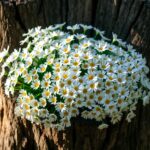 Stokrotka na pniu – uprawa, wymagania, pielęgnacja