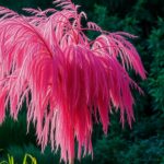 Wierzba flamingo – uprawa, wymagania, pielęgnacja
