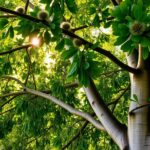 Wierzba uszata – uprawa, wymagania, pielęgnacja