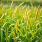Włośnica zielona – uprawa, wymagania, pielęgnacja