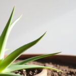Jak podlewać aloes – jak często i jaką wodą go podlewać