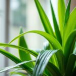 Jak podlewać dracenę – jak dbać o liście i unikać gnicia