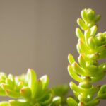 Jak podlewać kalanchoe – podlewanie i pielęgnacja sukulentu