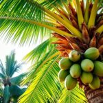 Jak podlewać palmę kokosową – pielęgnacja egzotycznej rośliny