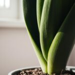 Jak podlewać sansewierię – jak unikać przelania rośliny