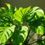 Jak szybko rośnie monstera – tempo wzrostu i pielęgnacja w domu