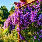 Kiedy kwitnie clematis – terminy i pielęgnacja powojników