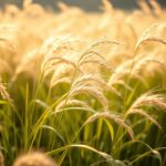 Miskant Morning Light jak szybko rośnie – tempo wzrostu i pielęgnacja