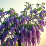 Paulownia jak szybko rośnie – tempo wzrostu i pielęgnacja